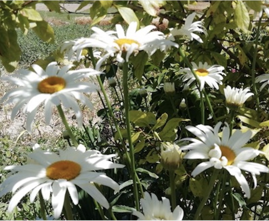 A propos de la souffrance psychique